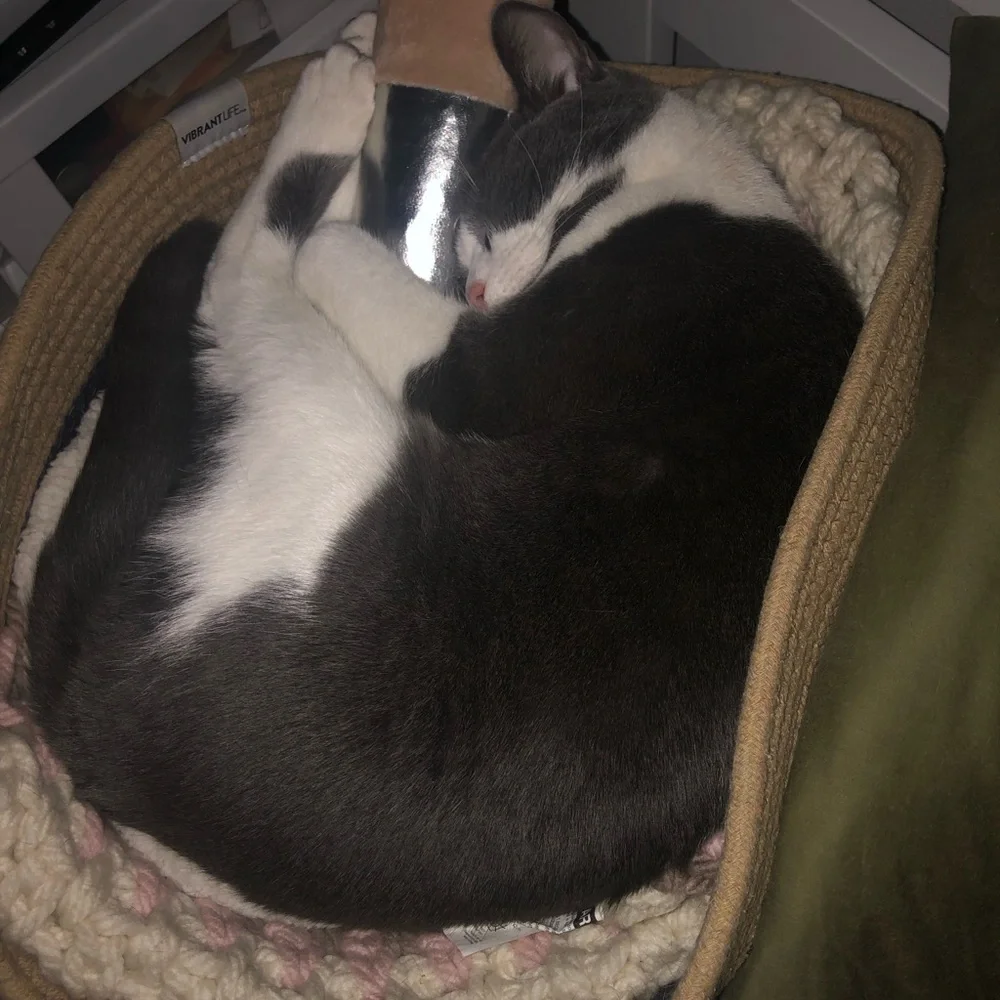Mad Cat Silver and Tan Burrito Cat Toy